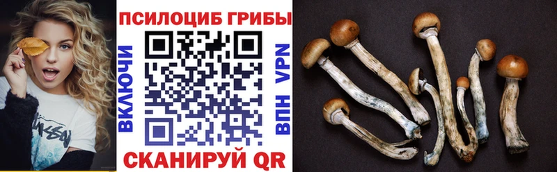 Купить где  Кондрово  Псилоцибиновые грибы Magic Shrooms 